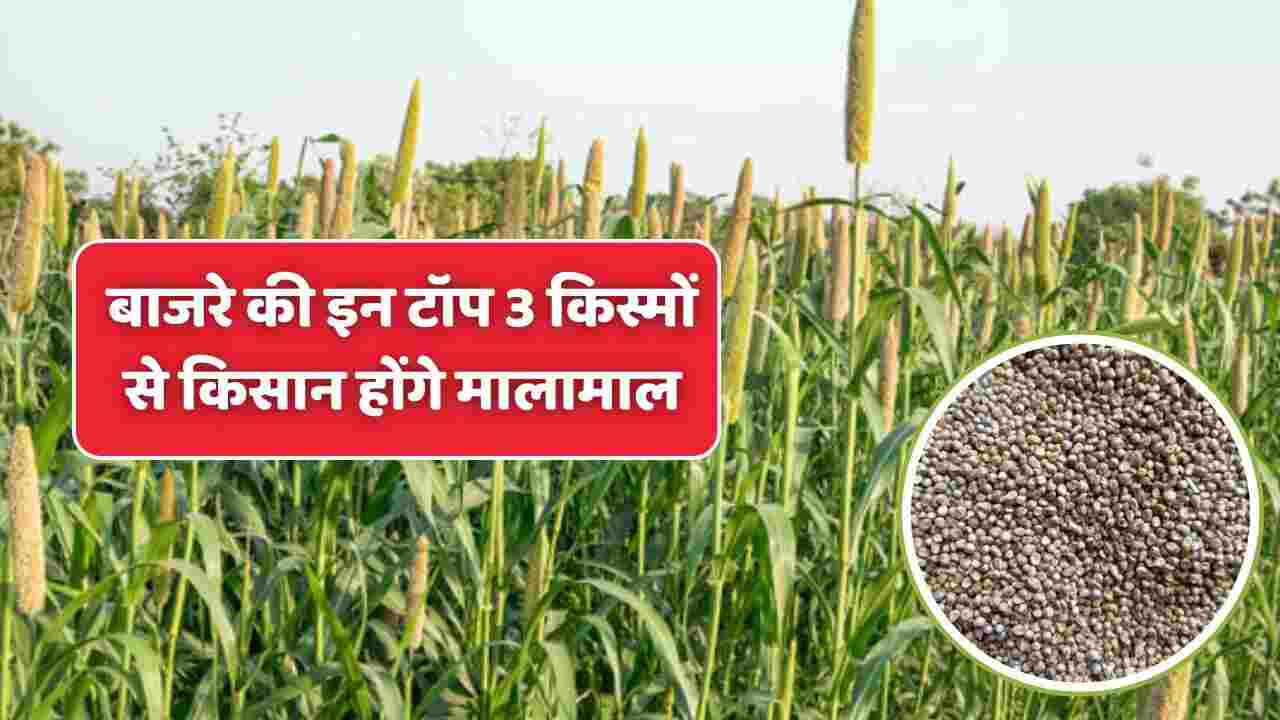 Top 3 Millets Varieties