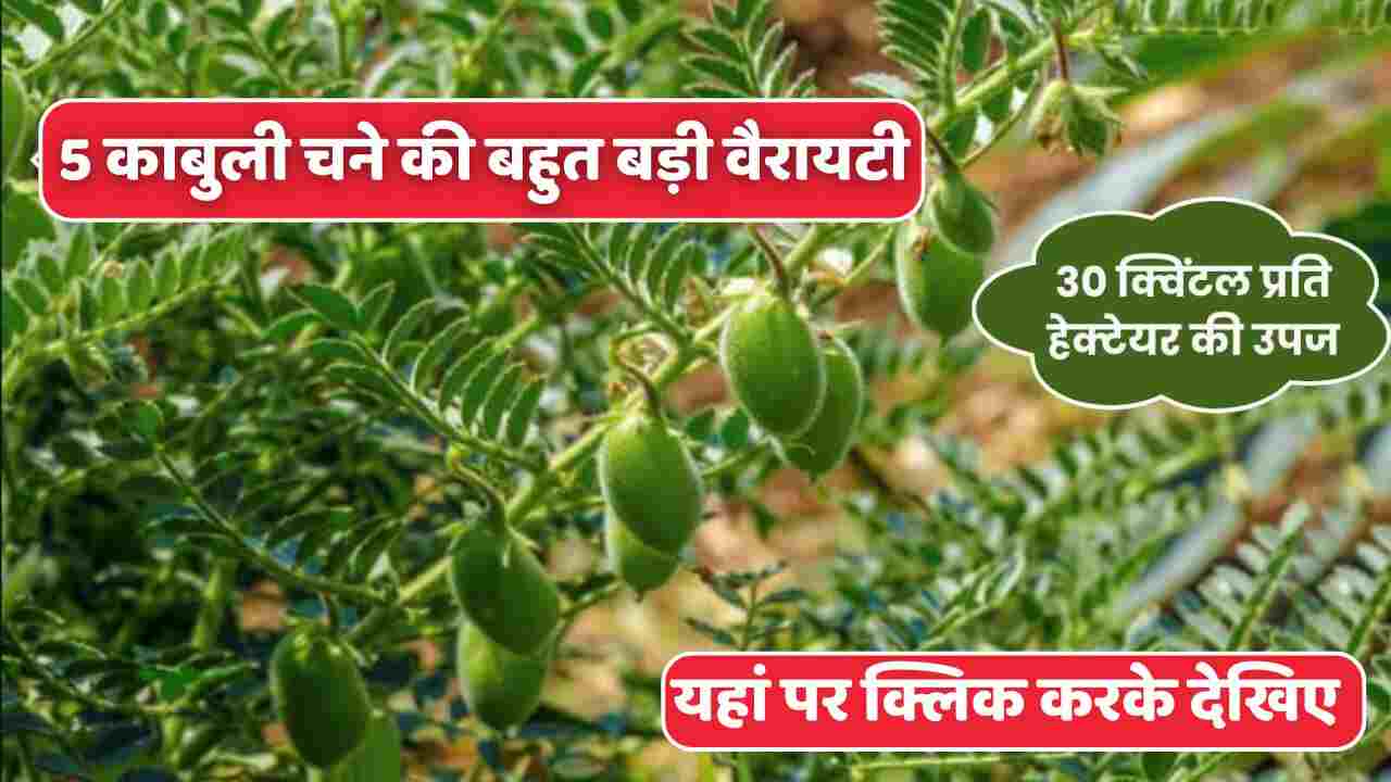 Top 5 varieties of chickpea which will give a yield of 30 quintals per hectare when cultivated. Now farmers will be rich.