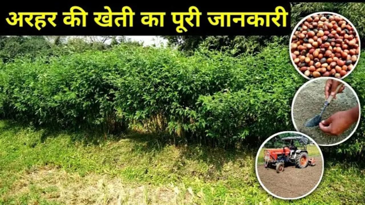 Earn lakhs of rupees per month by cultivating wild pigeon peas, know the method of cultivation