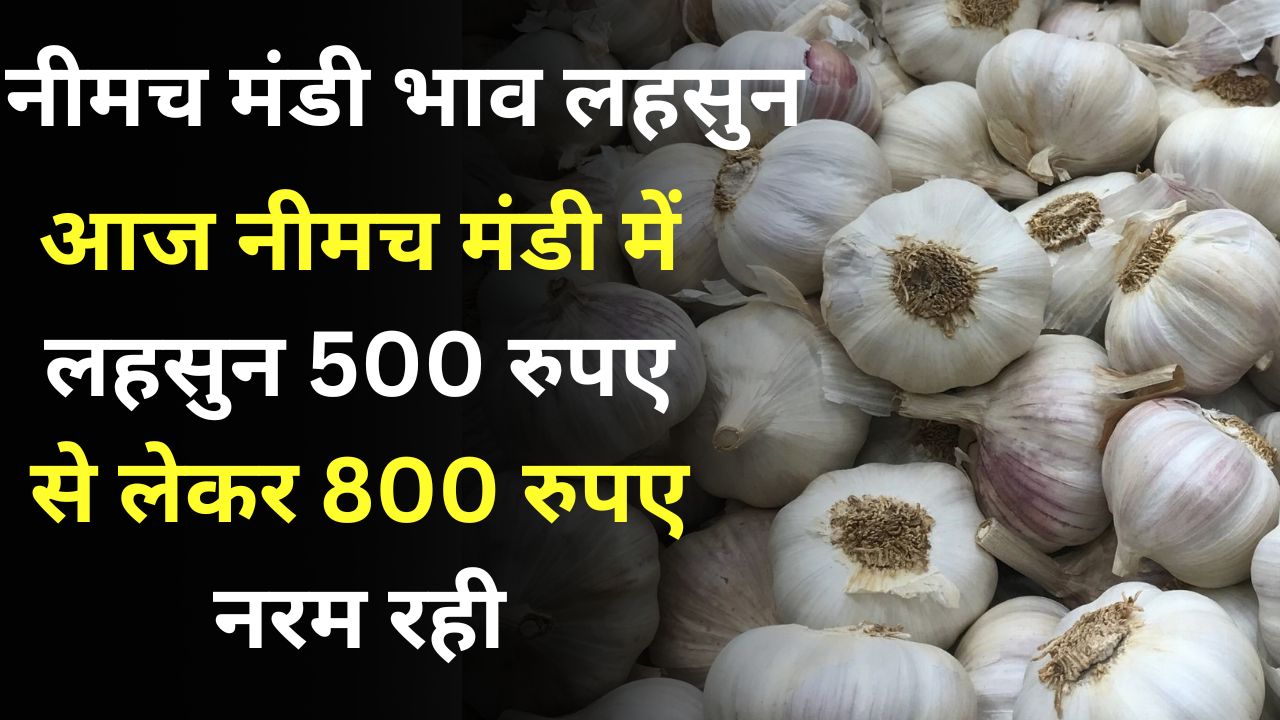 Neemuch Mandi Lahsun Bhav