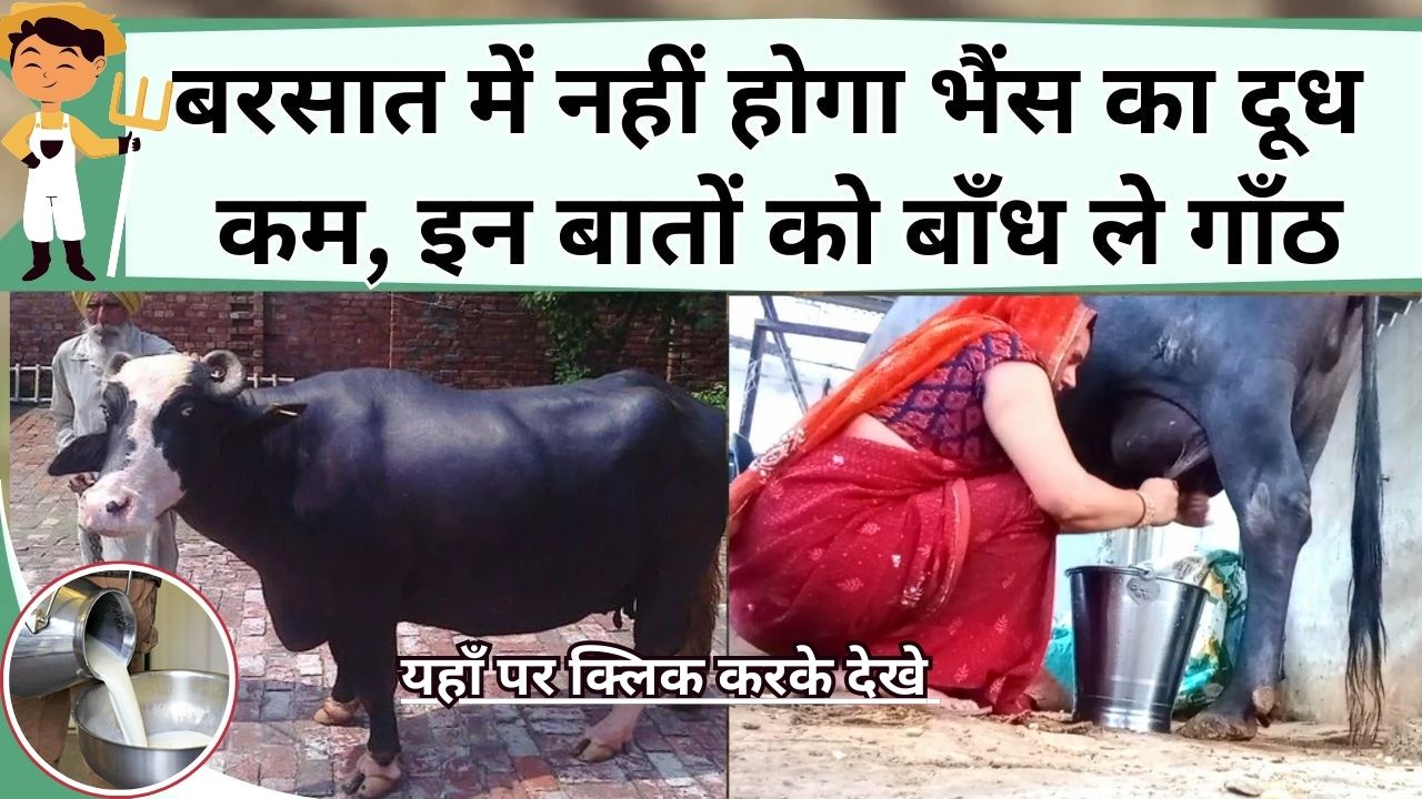 ab bhains ka doodh nahin hoga barasaat mein bilkul bhee kam