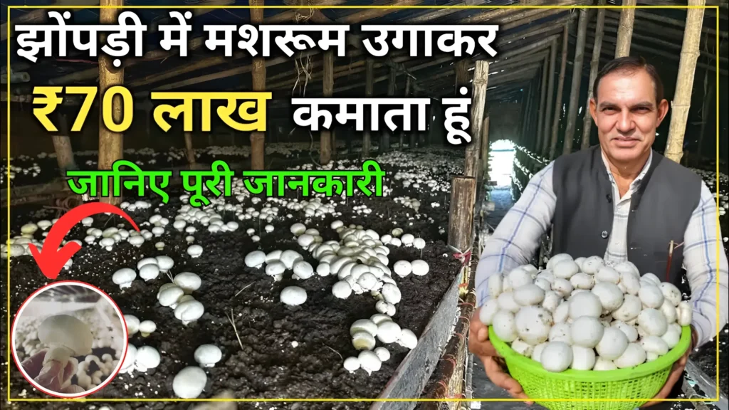 Start mushroom farming business from a small room