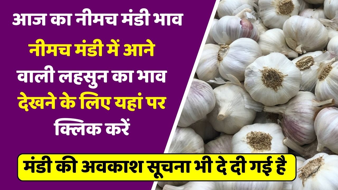Today Lahsun Bhav Aaj Ka