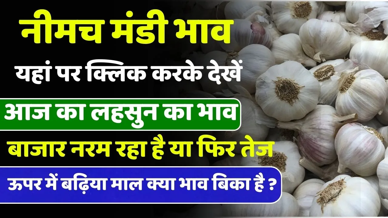 Today Lahsun Bhav Aaj Ka