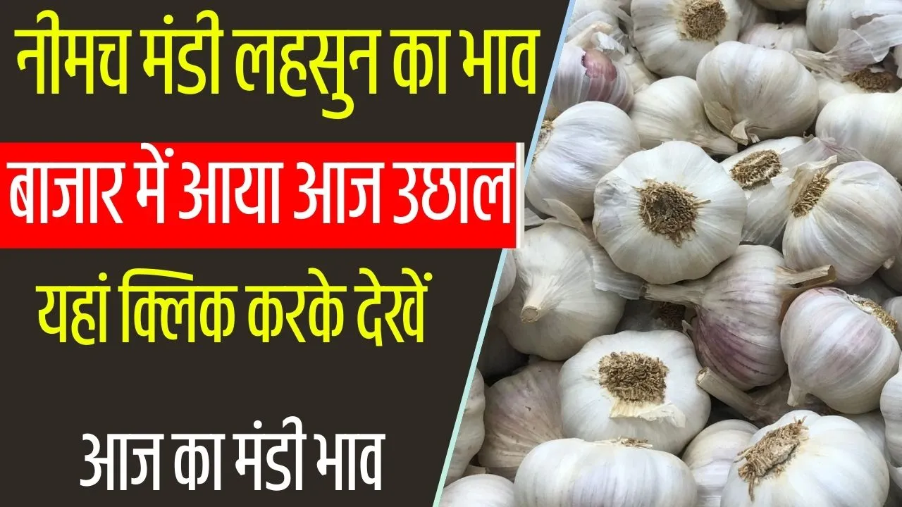 Neemuch Mandi Lahsun Ka Bhav