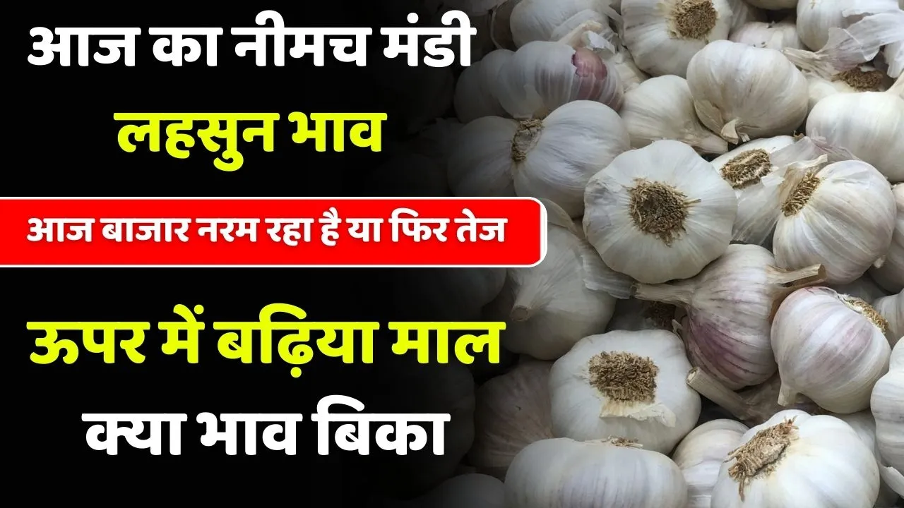 Neemuch Mandi Lahsun Ka Bhav Taaja
