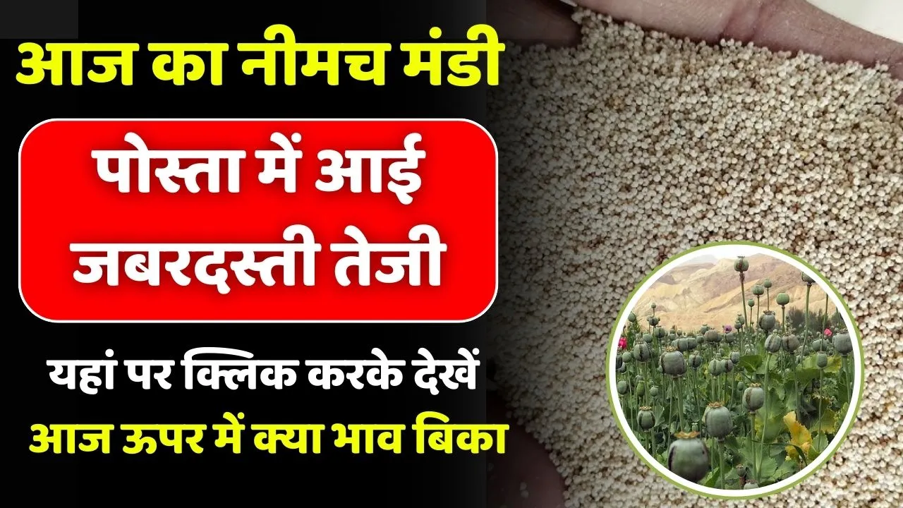 Neemuch Mandi Posta Ka Bhav