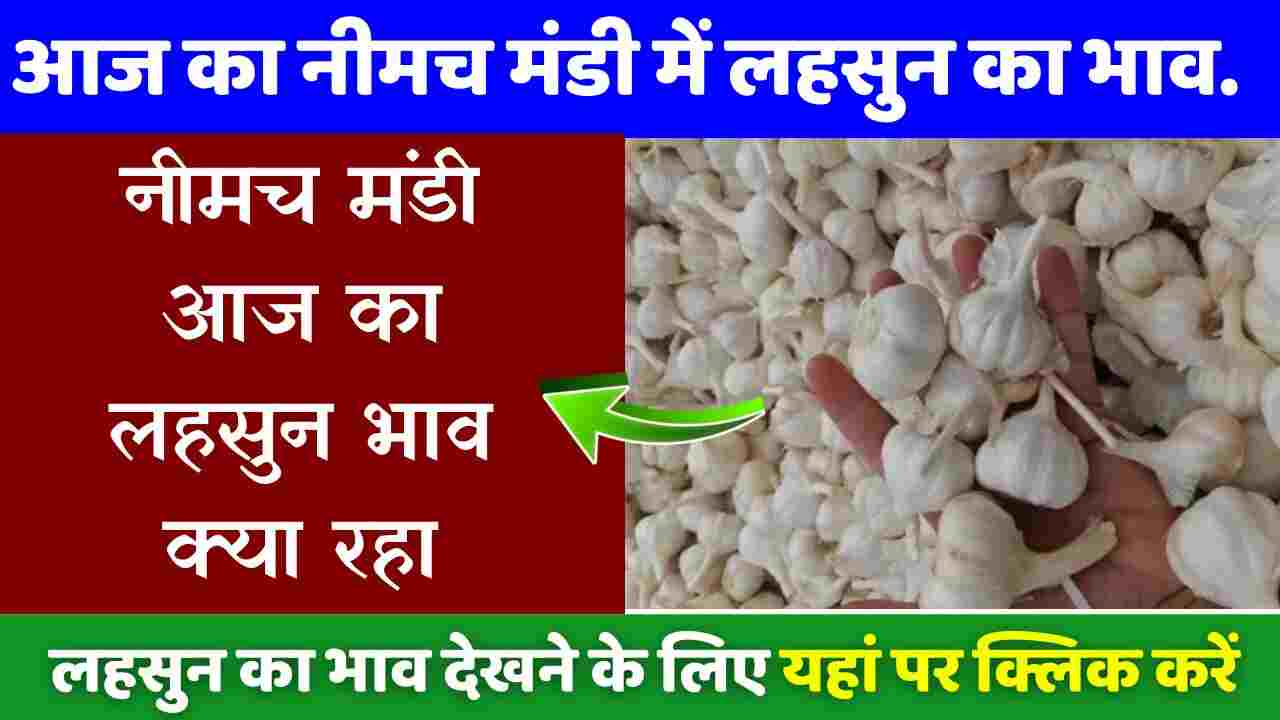 Neemuch Mandi Lahsun Taja Bhav