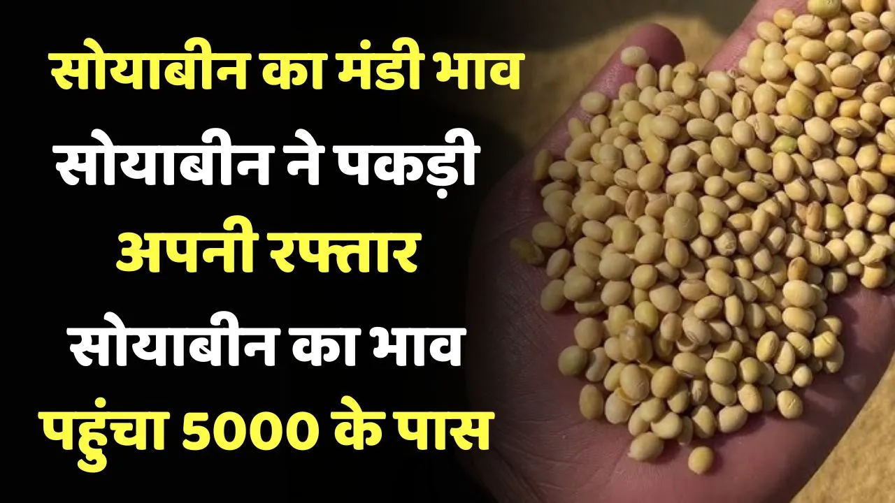 Soyabean Price 24 September 2024