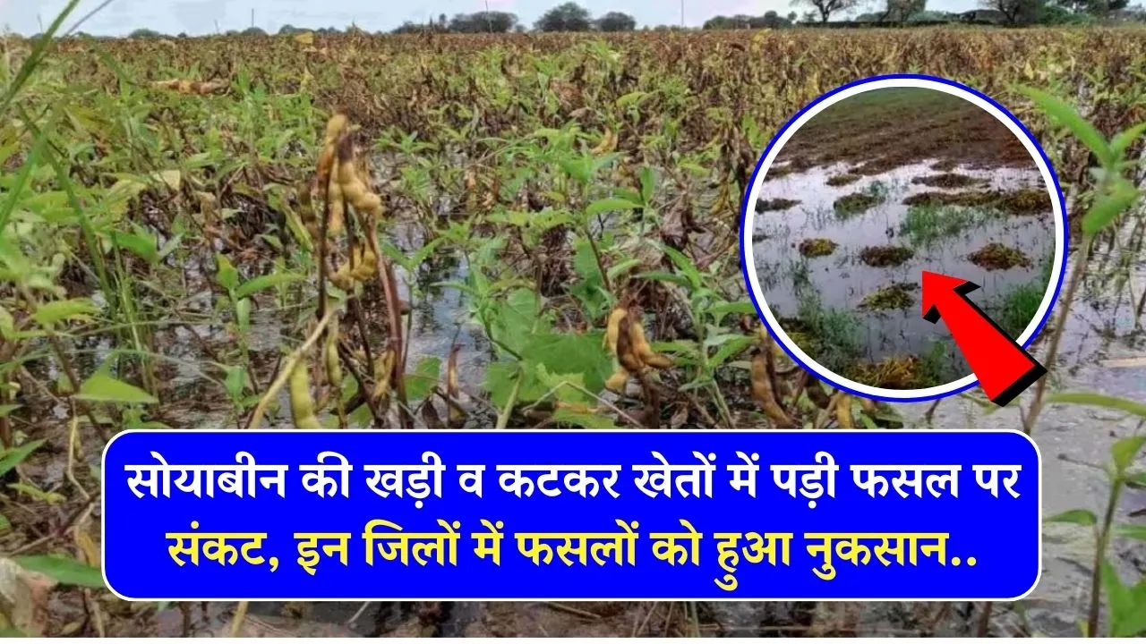 Soybean Crop Damage