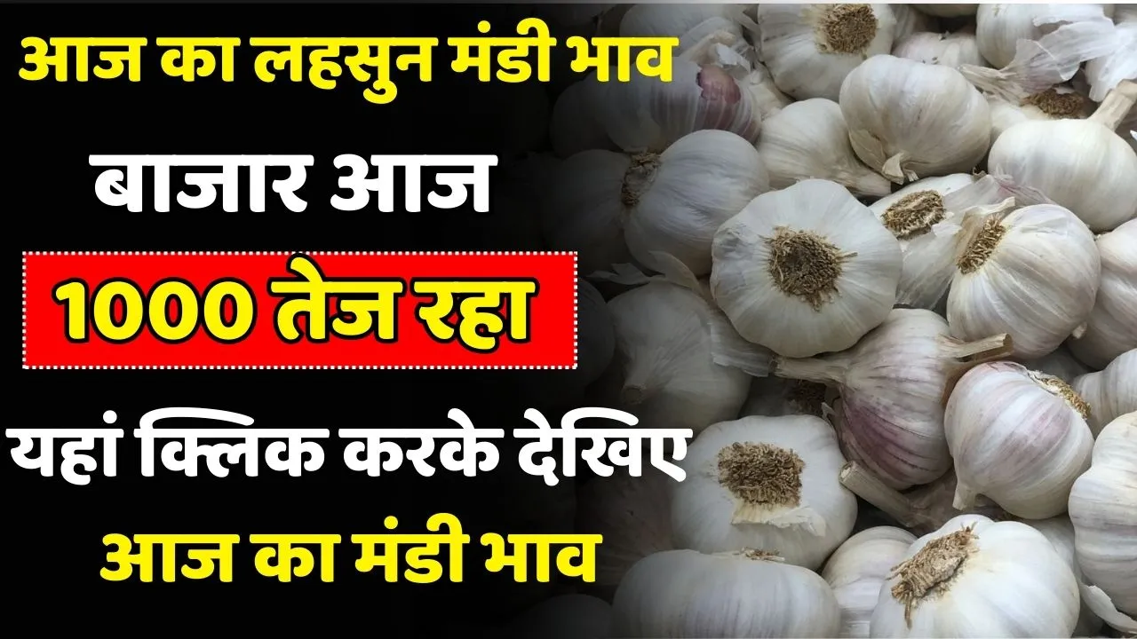 Today Lahsun Bhav Aaj Ka