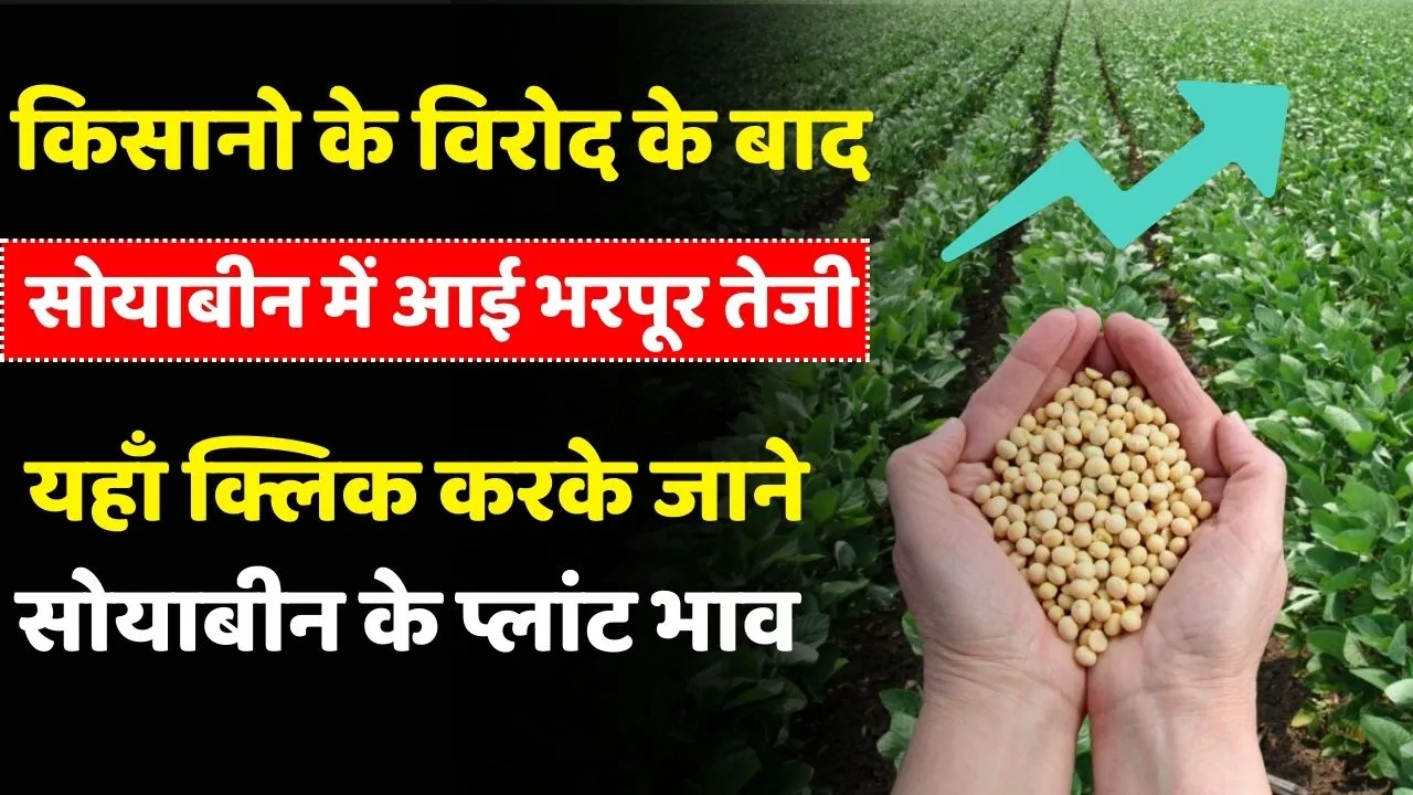 सीजन शुरू होने के पहले सोयाबीन प्लांटों में सोयाबीन के खरीदी भाव (Soyabean Rates) में वृद्धि हुई है, आईए जानते हैं ताजा भाव..
