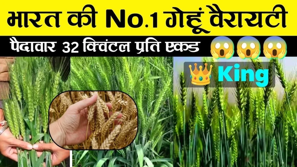 गेंहू की सबसे ज्यादा पैदावार देने वाली ये किस्म 