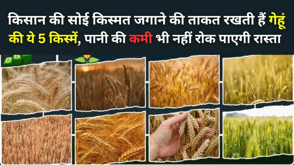 Wheat varieties