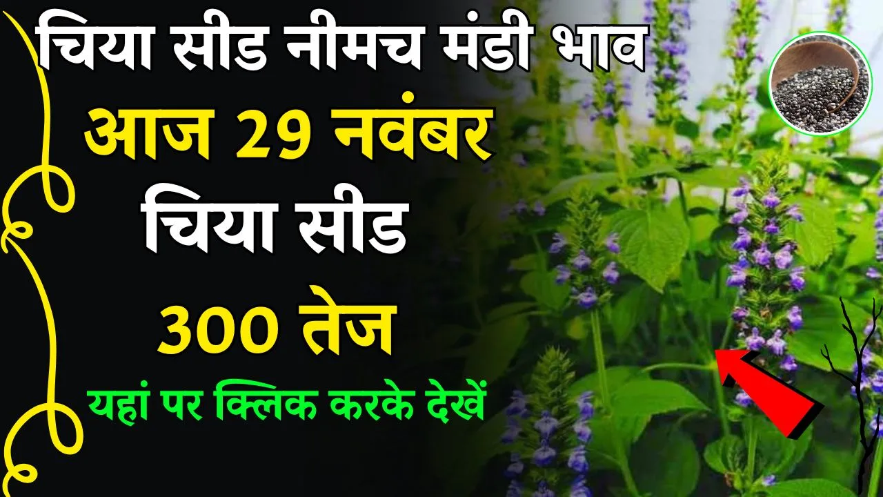 Neemuch Mandi Bhav