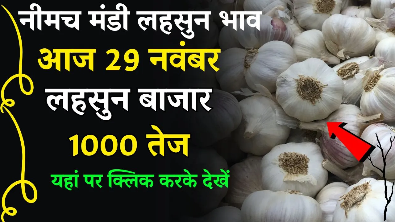 Today Lahsun Bhav Aaj Ka