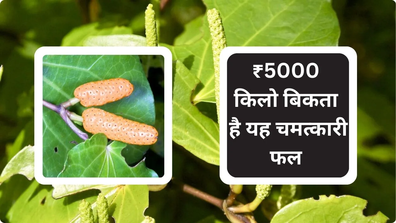₹5000 किलो बिकता है, जमीन पर हीरे-पन्ने की खान है