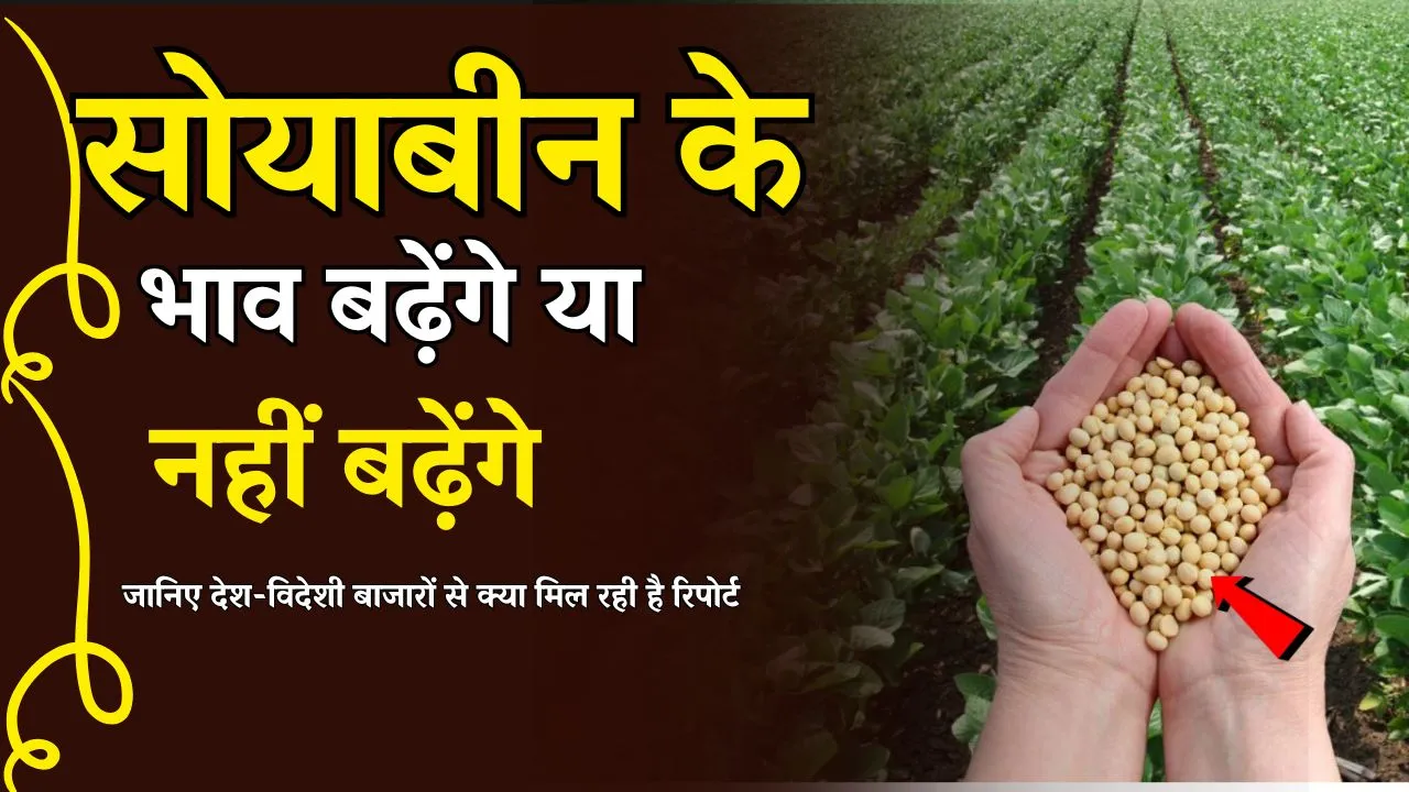 सोयाबीन के भाव बढ़ेंगे या नहीं